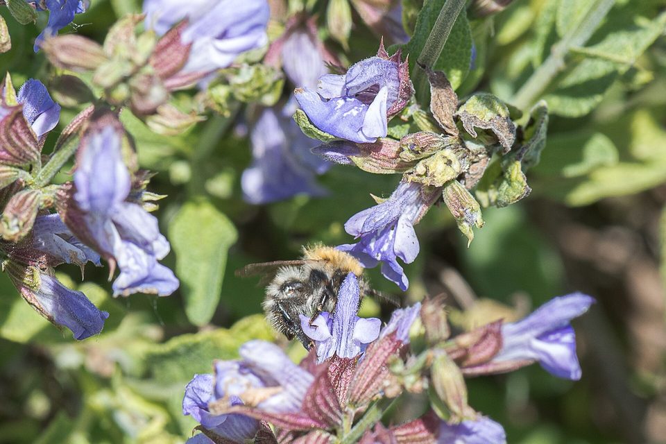Adaçayı — Salvia fruticosa Mill.