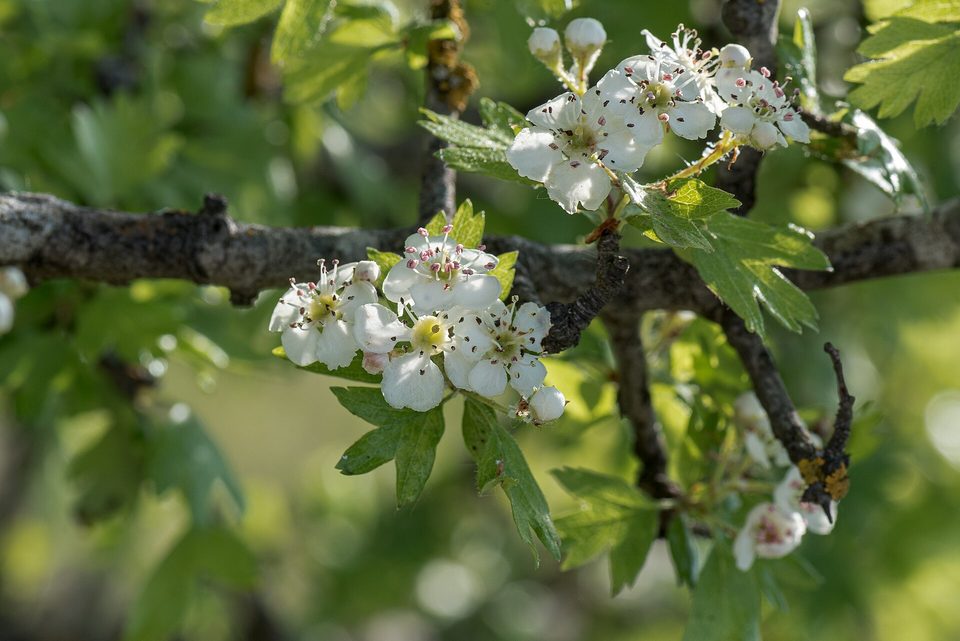 Alıç — Crataegus monogyna Jacq.