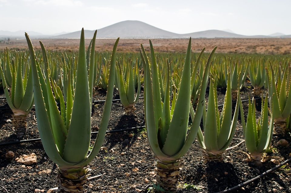 Aloe Vera — Aloe vera