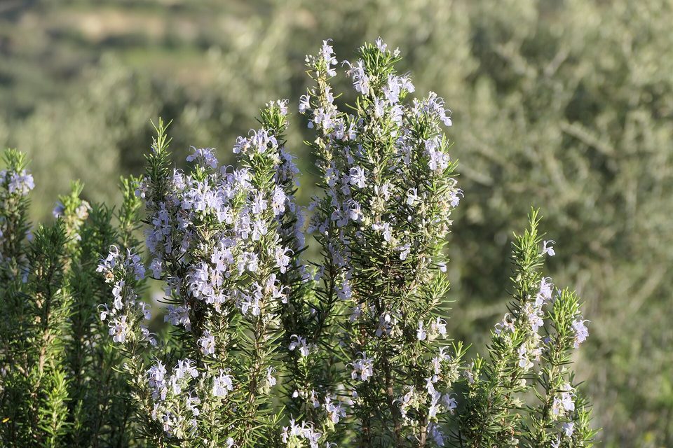 Biberiye — Salvia rosmarinus Spenn.