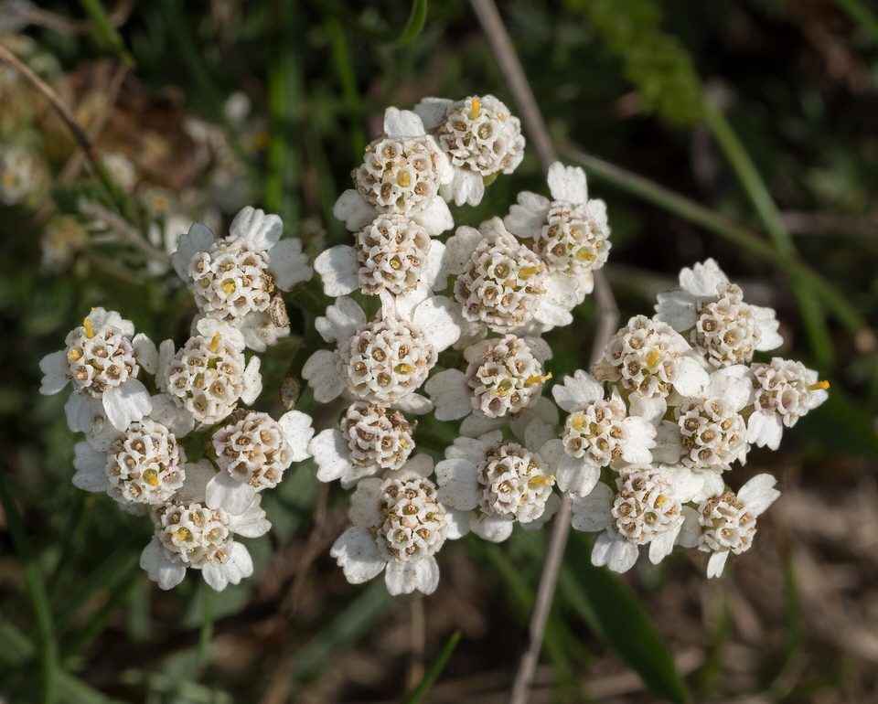 Civanperçemi — Achillea millefolium L.