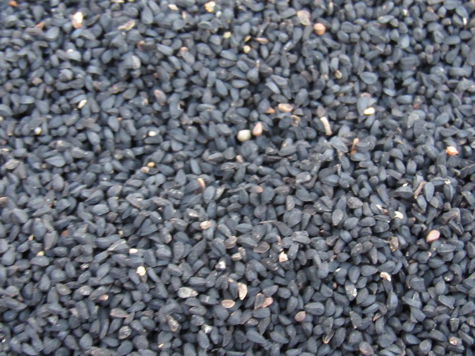 Çörek Otu — Nigella sativa L.