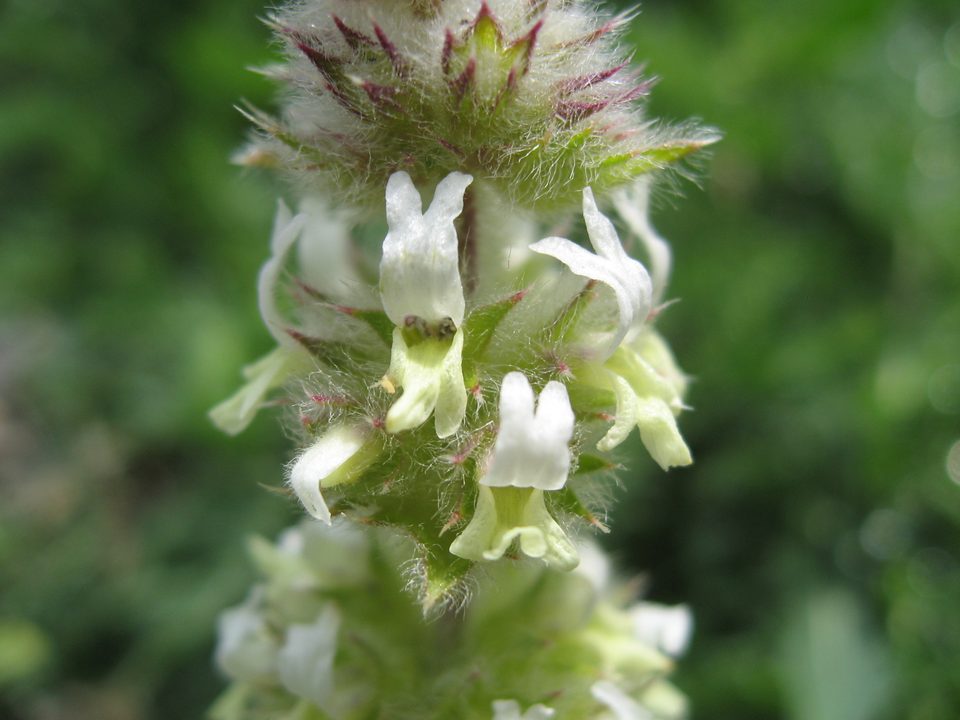 Dağ Çayı — Sideritis spp.