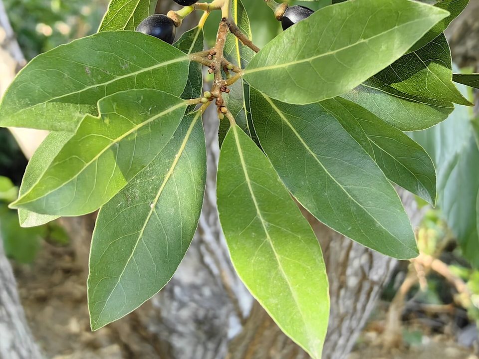 Defne — Laurus nobilis L.