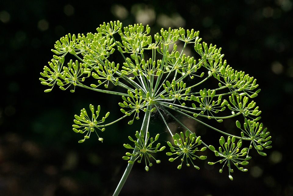 Dereotu — Anethum graveolens L.