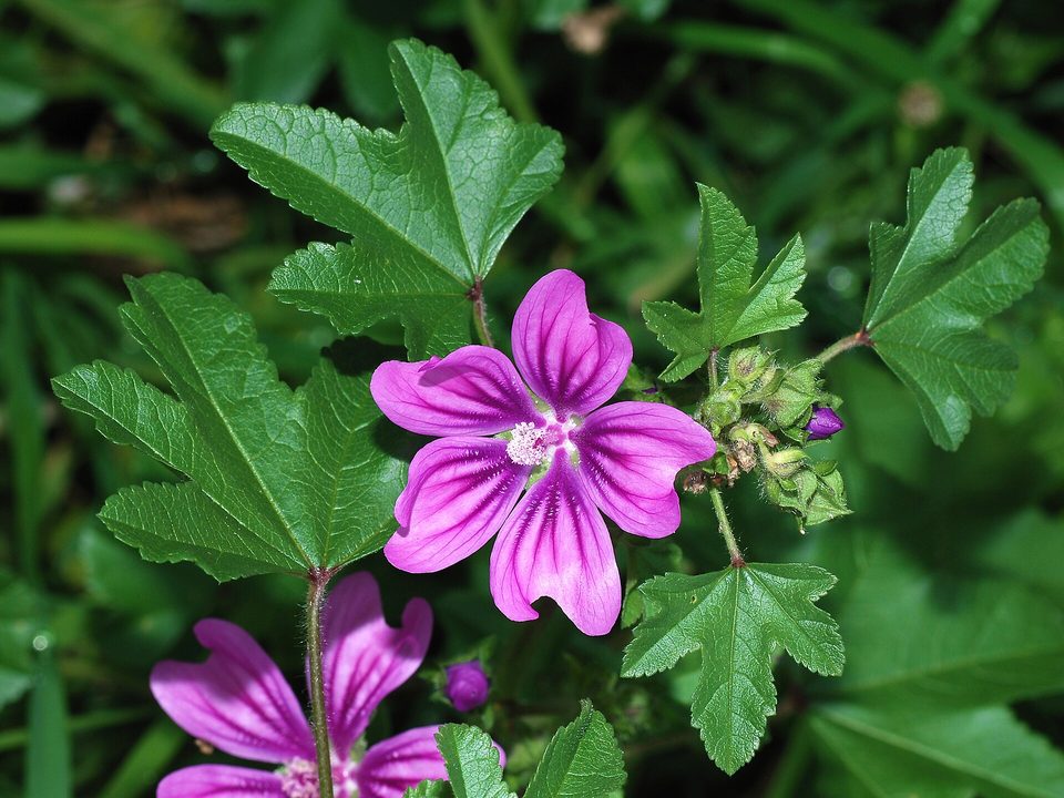 Ebegümeci — Malva sylvestris L., Malva neglecta Wallr.