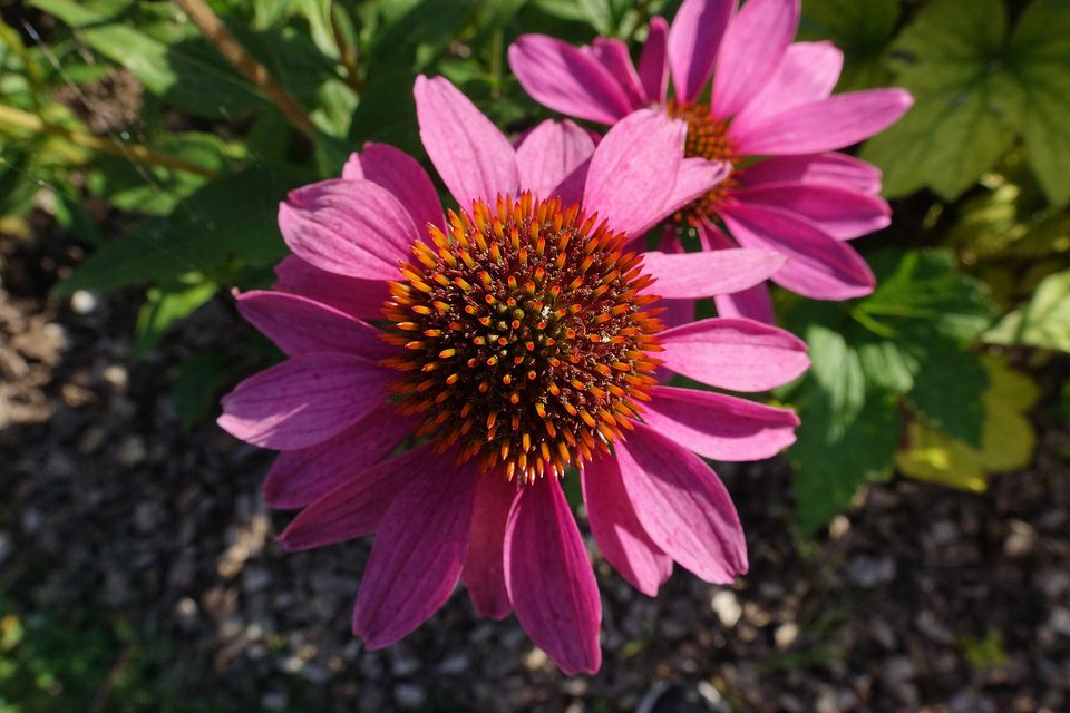 Ekinezya — Echinacea purpurea