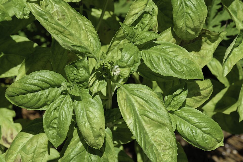 Fesleğen — Ocimum basilicum L.