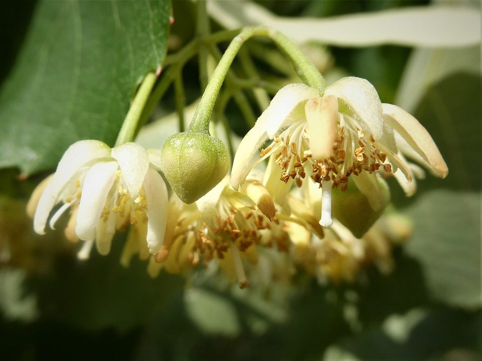 Ihlamur — Tilia tomentosa Moench