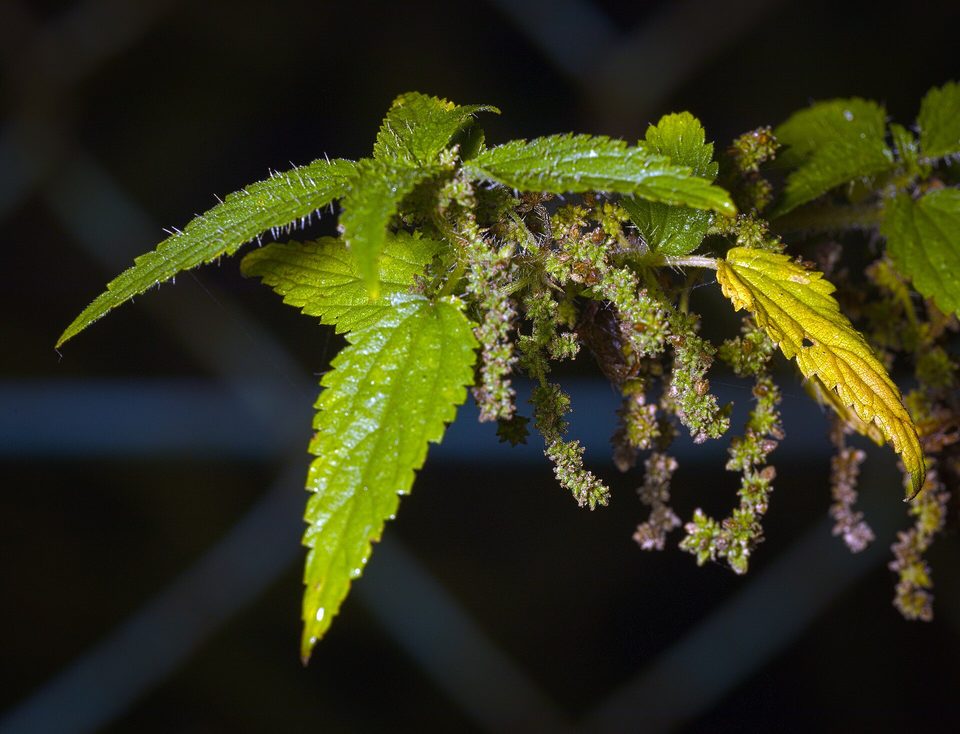 Isırgan Otu — Urtica dioica L.