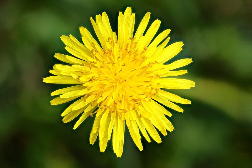 Karahindiba — Taraxacum officinale