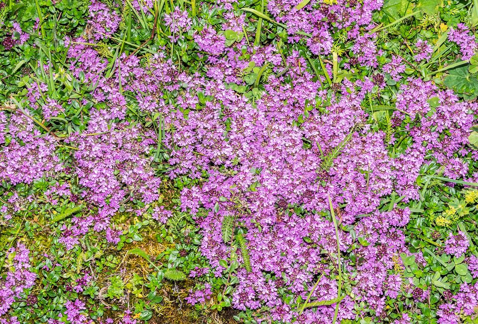 Kekik — Origanum onites L.
