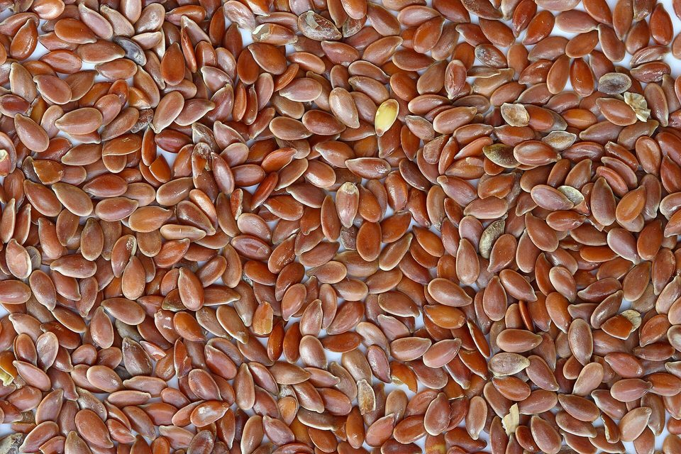 Keten Tohumu — Linum usitatissimum L.