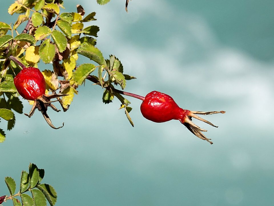 Kuşburnu — Rosa canina L.