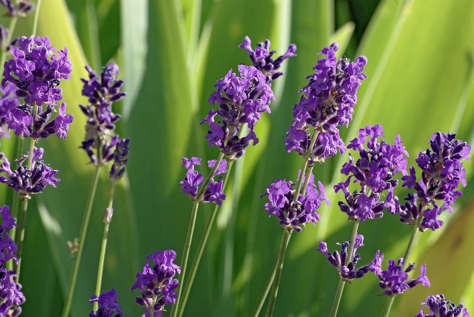 Lavanta — Lavandula angustifolia Mill.