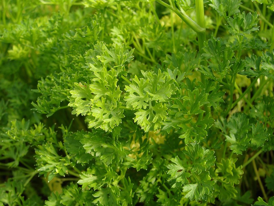 Maydanoz — Petroselinum crispum