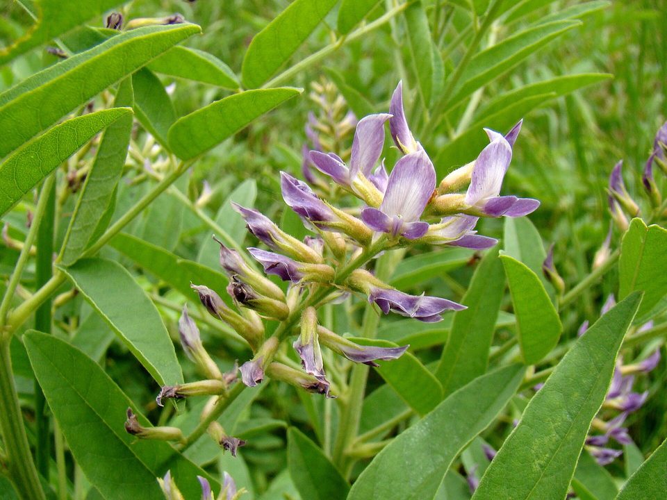 Meyan Kökü — Glycyrrhiza glabra L.