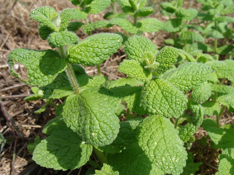 Nane — Mentha × piperita L.