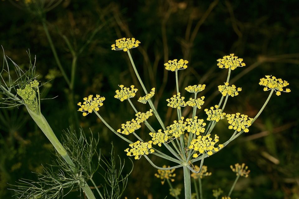Rezene — Foeniculum vulgare Mill.