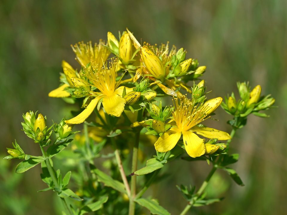Sarı Kantaron — Hypericum perforatum L.