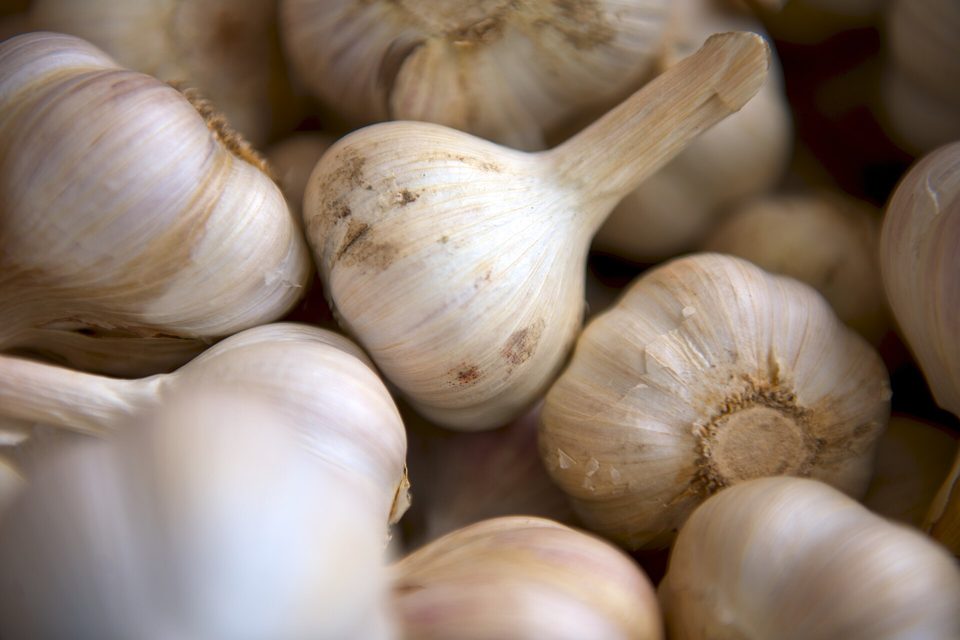Sarımsak — Allium sativum L.