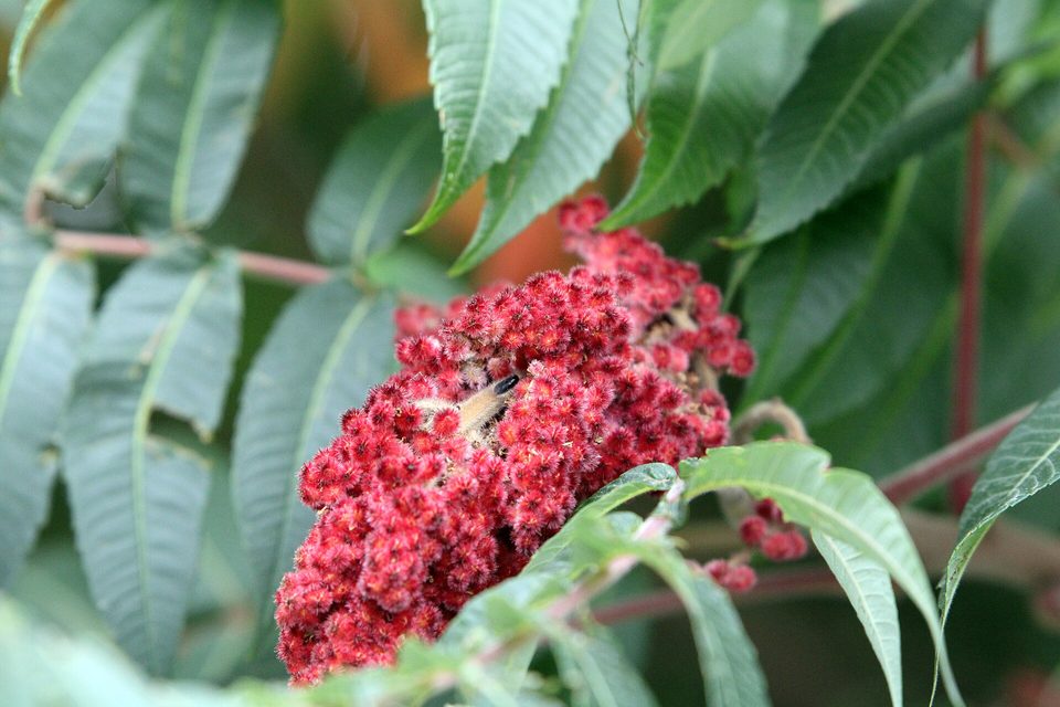 Sumak — Rhus coriaria L.