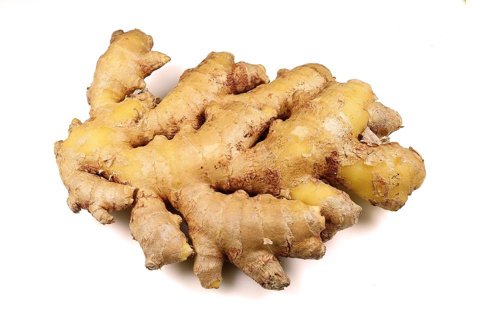 Zencefil — Zingiber officinale Roscoe