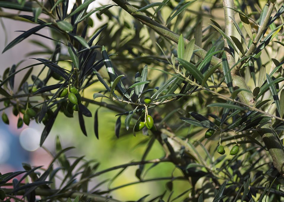 Zeytin Yaprağı — Olea europaea L.
